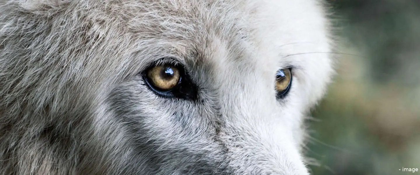 wolf