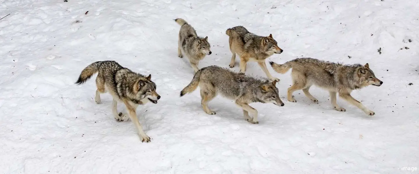 wolven header 1