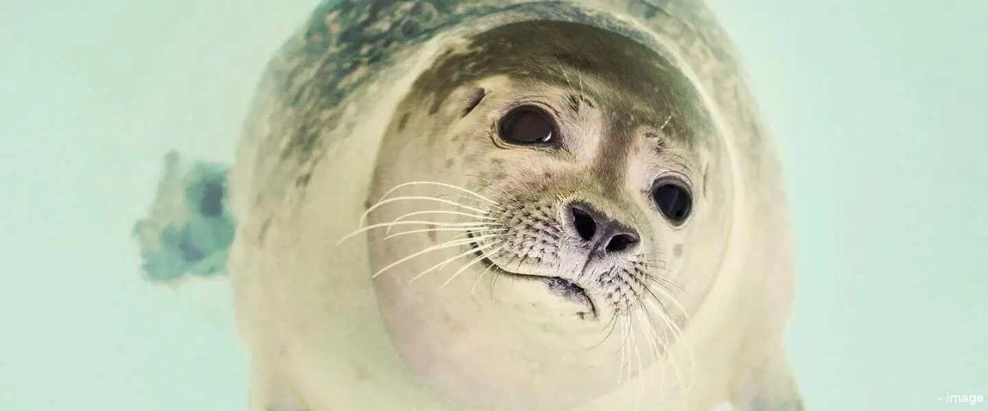 zeehondengezicht