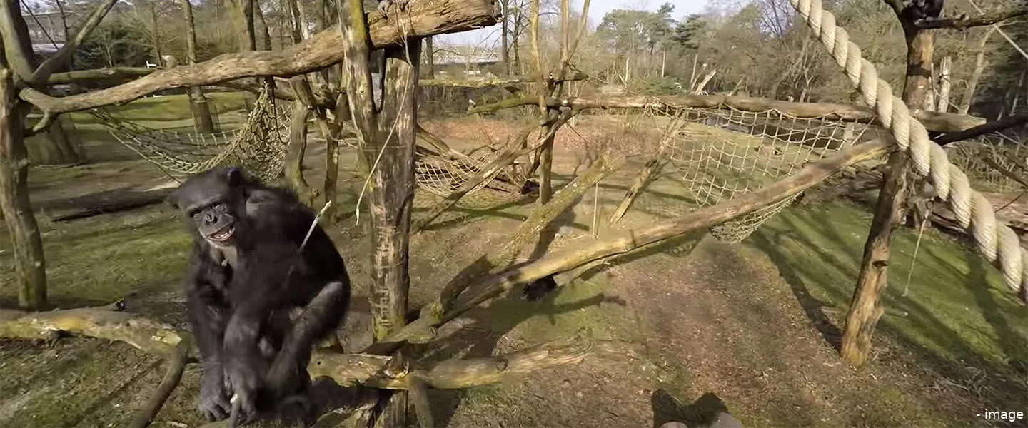 aap burgers zoo drone