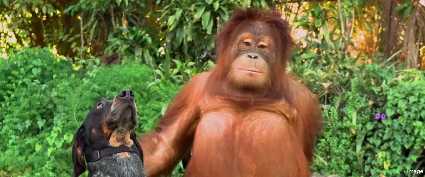 android friends furever