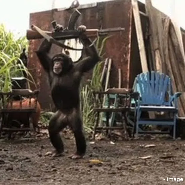 ape with ak 47