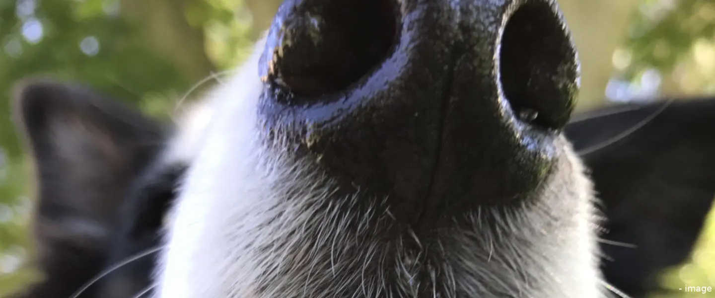 apple foto lessen online help