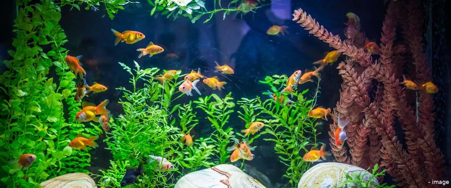 aquarium hackers casino cyber