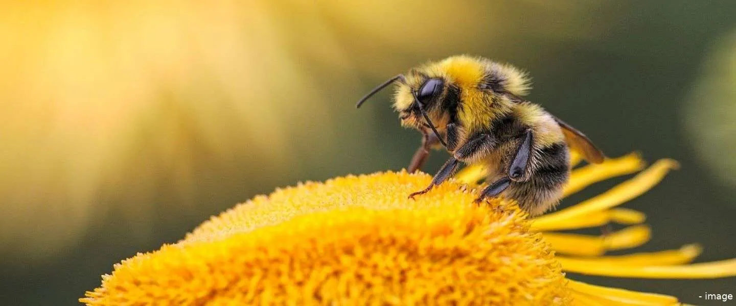bij onmisbaar voor mens