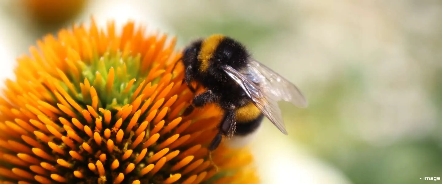 bijen weetjes bee day