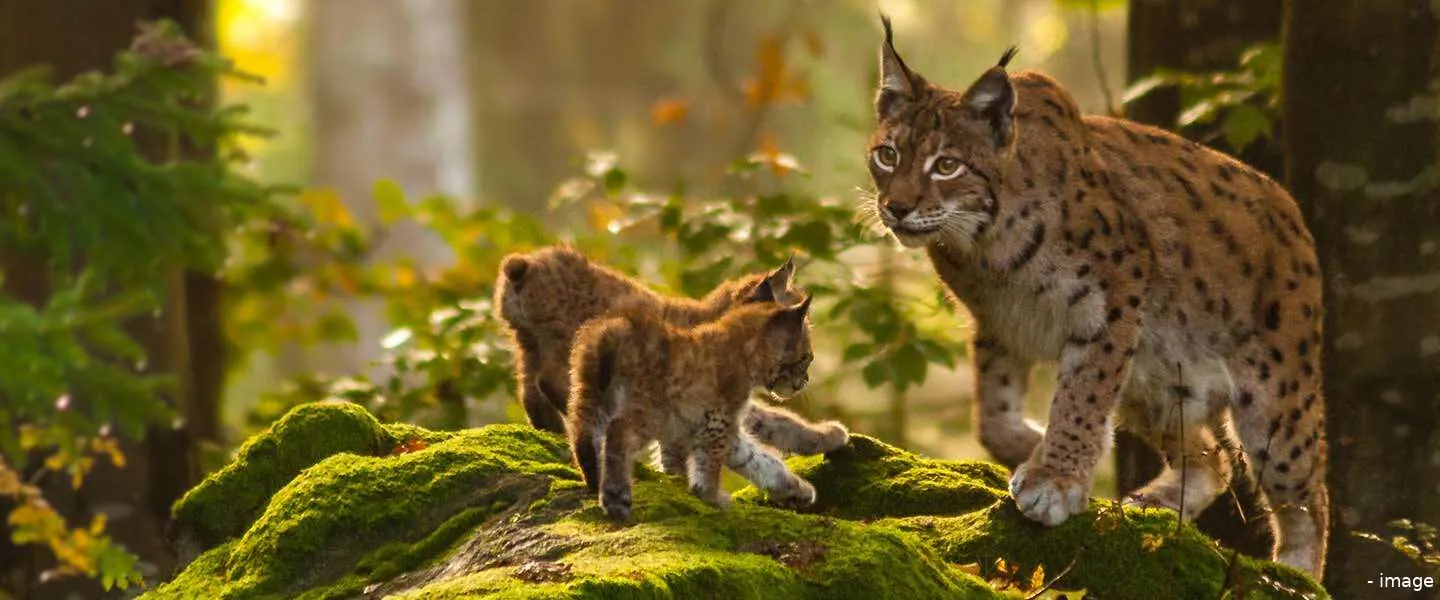 blijdorp natuurherstel