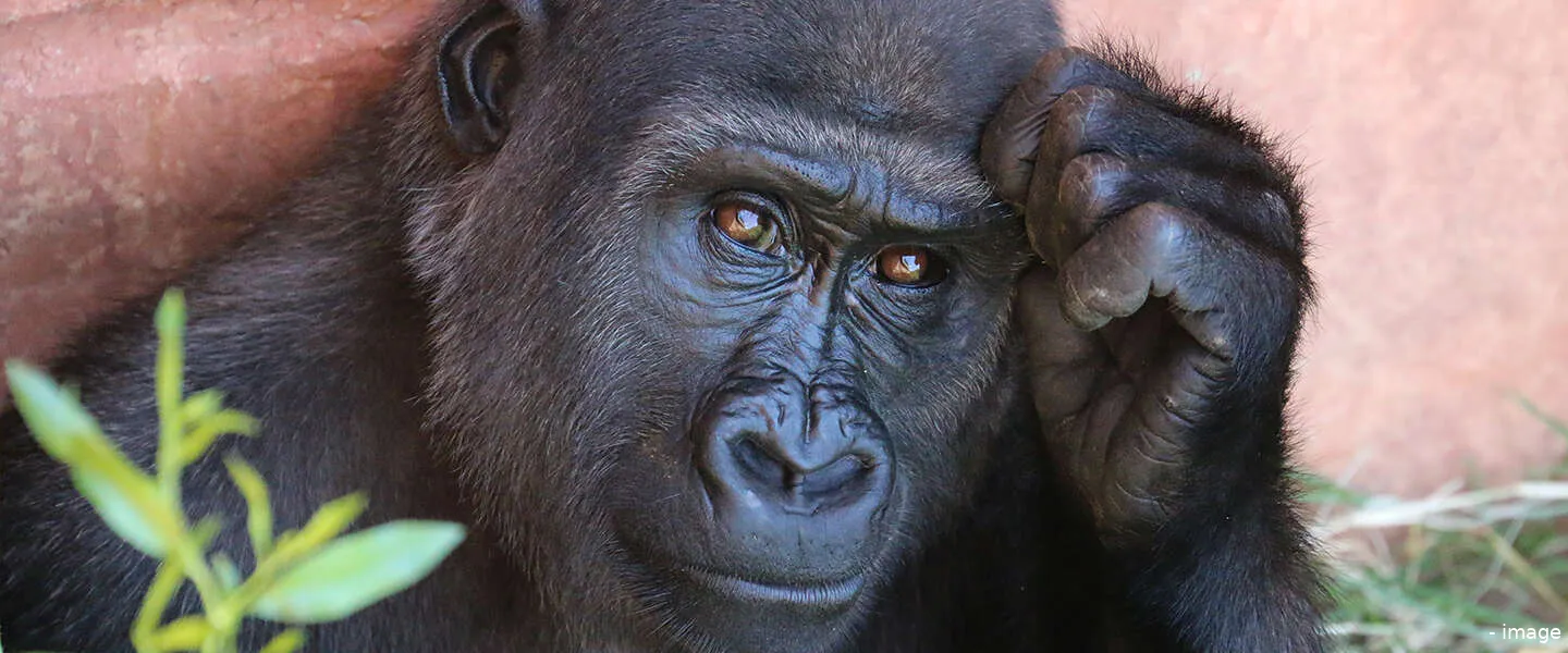 bored ape yacht club