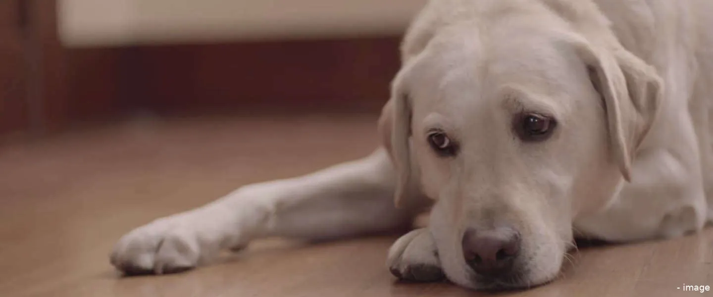 budweiser labrador friendship