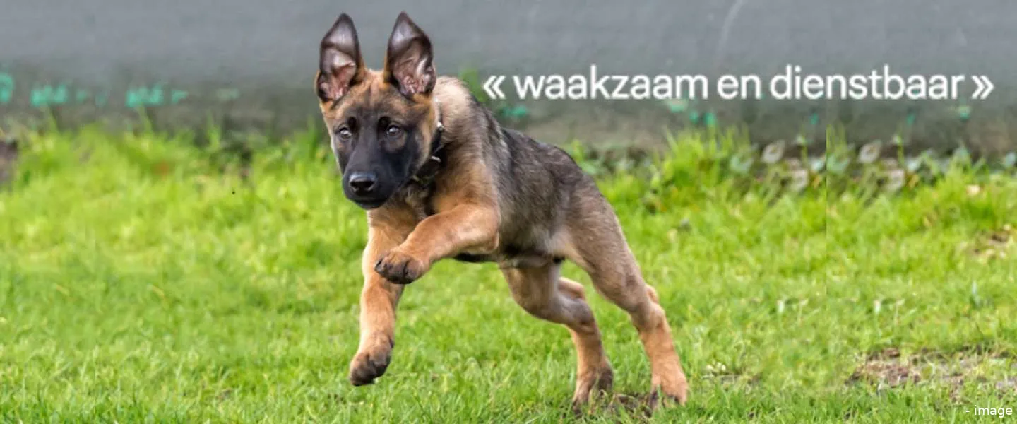 bumper stopt met social media