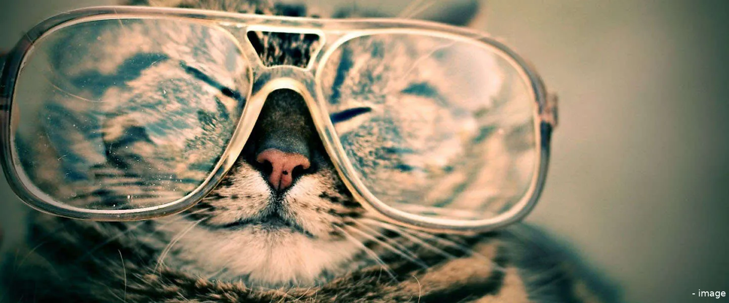 cat cool