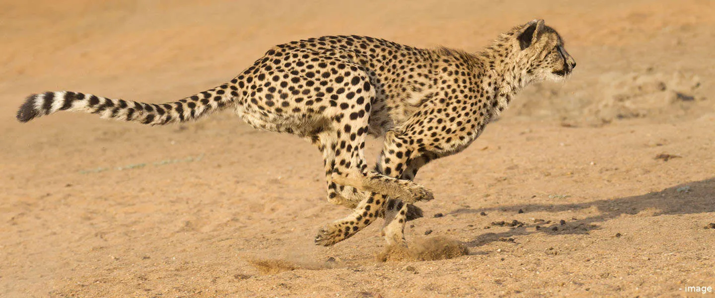 cheetah 60 mph