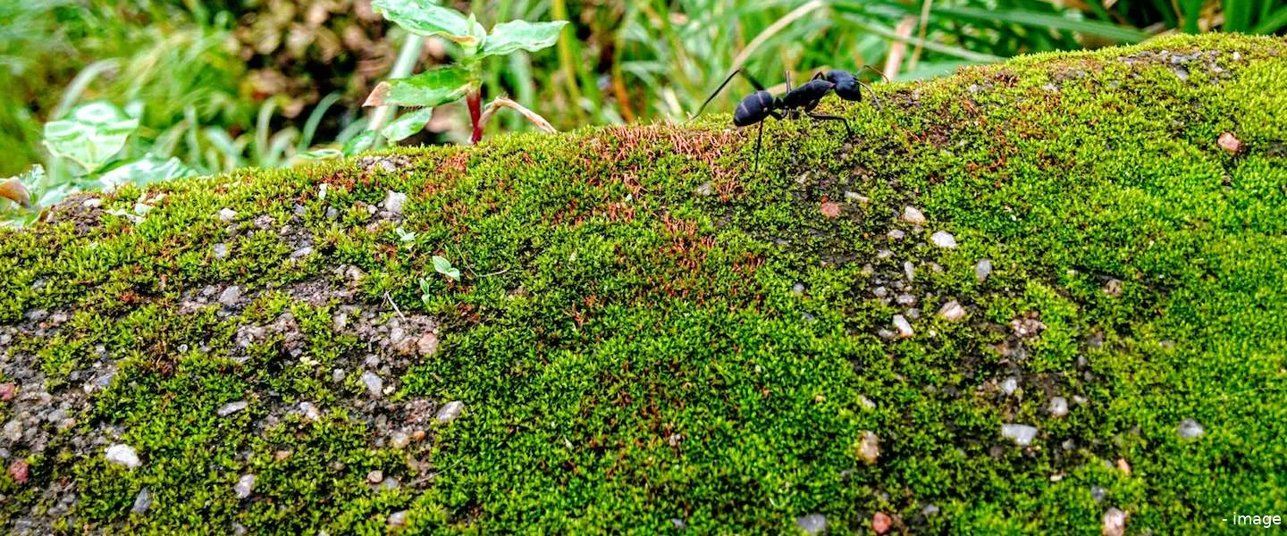 daktuin bushokje bij utrecht