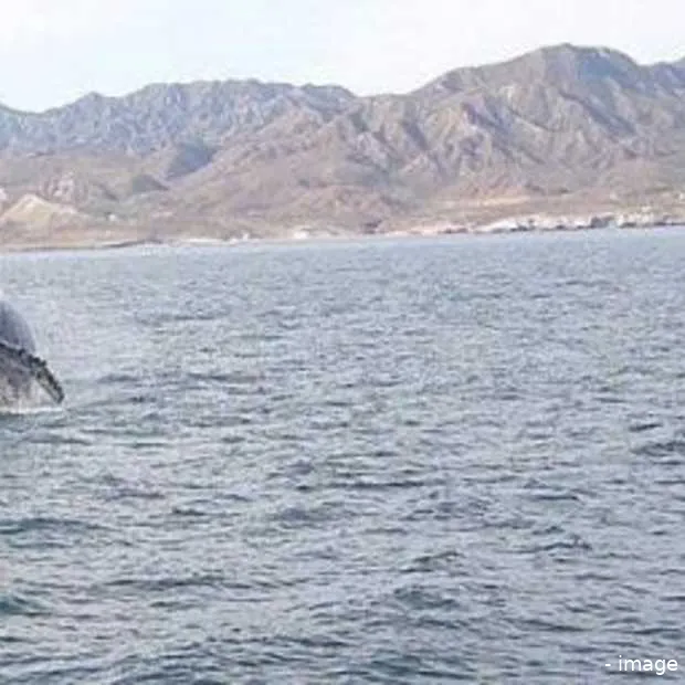 dc7 top 7 postings op moby picture