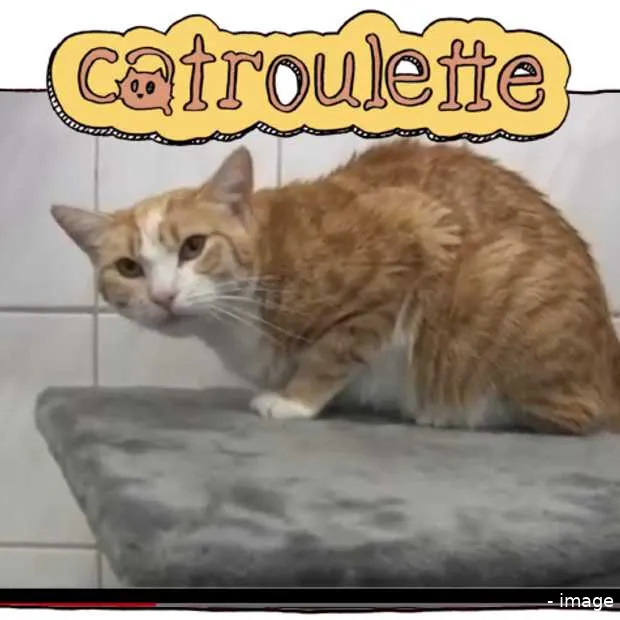 de opvolger van chatroulette is catroule