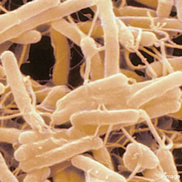 de smartphone van artsen blijkt een bact