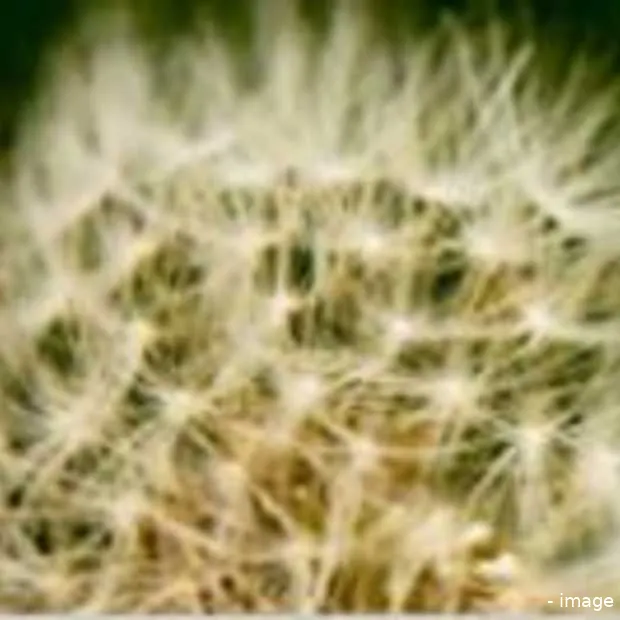 diaspora anti facebook open source proje