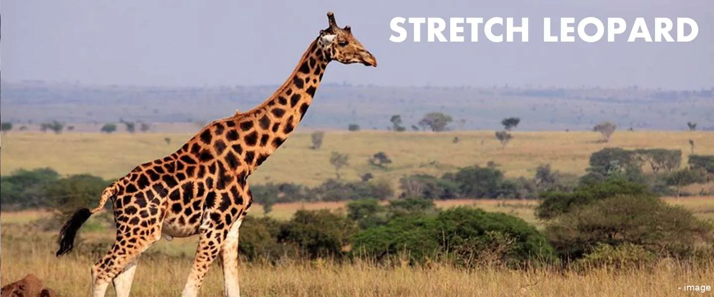 dit zijn de correcte namen voor dingen