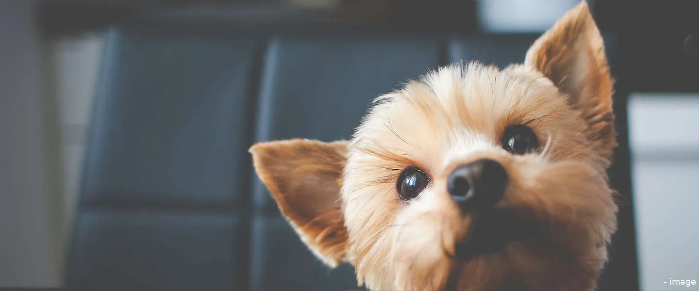 doggelganger twitter