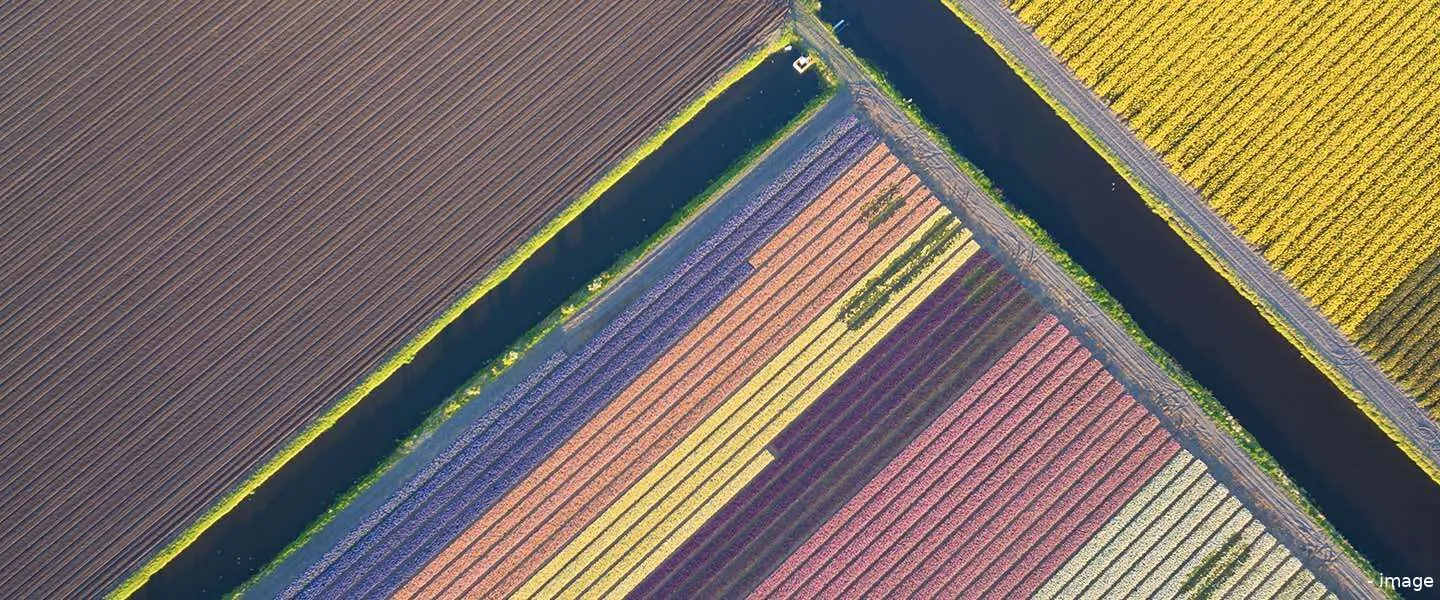 drone beelden tulpen