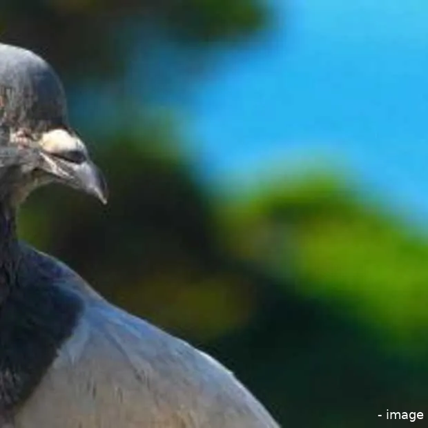 duif sneller dan breedband