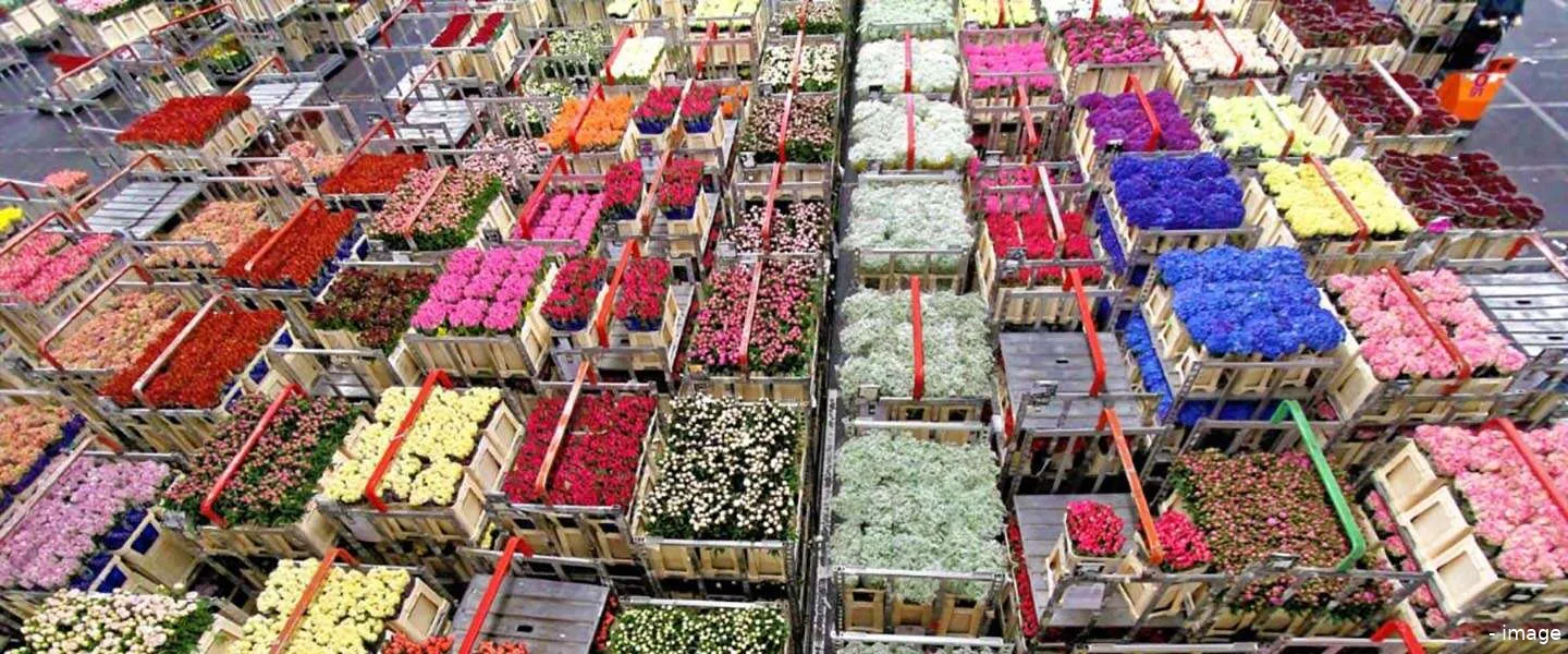 dutch flower group sap