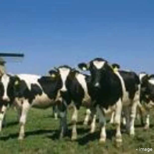 dutchcowboys lanceert dutch startups