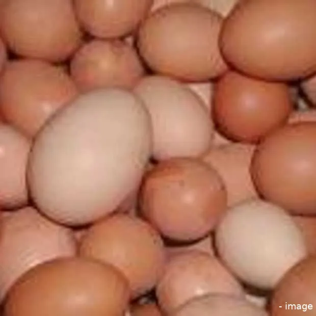 eieren speuren via internet