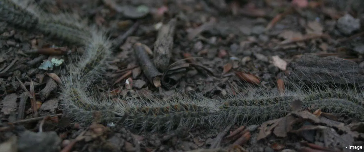 eikenprocessierups voorkomen jeuk