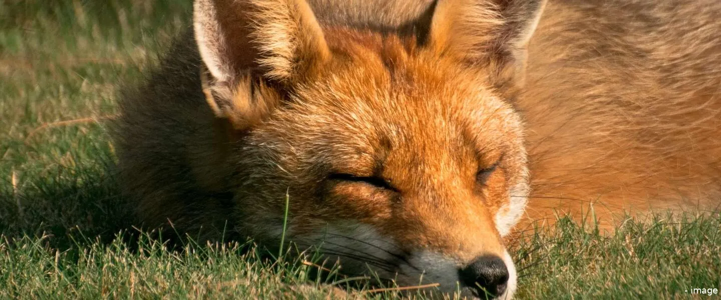 foxontherun header