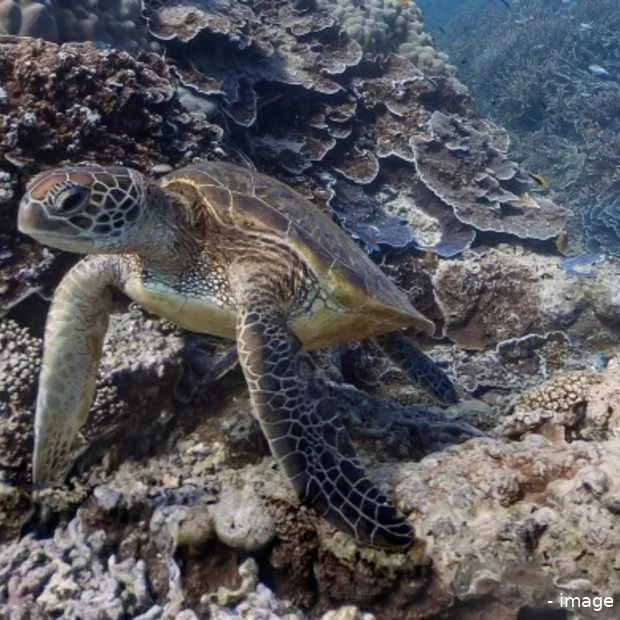 ga onderwater met google maps