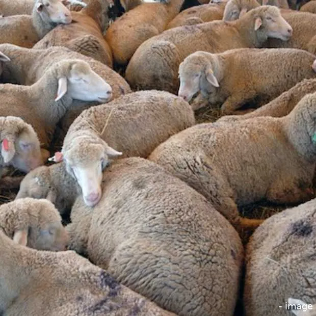 gezocht marketeer met ballen