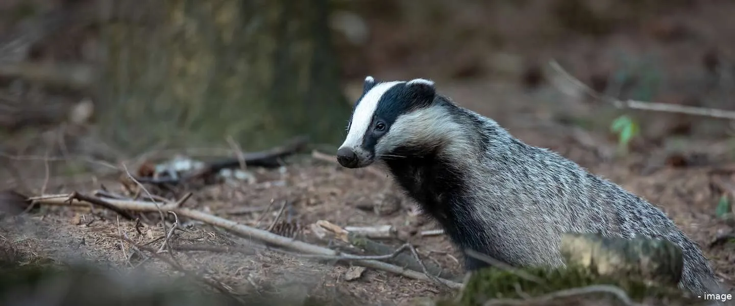 goed nieuws das overijssel sneeuw vorst