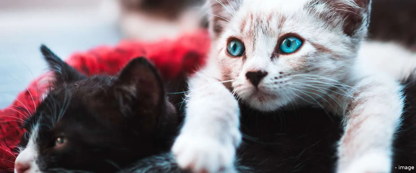 goed nieuws katten tandenborstel
