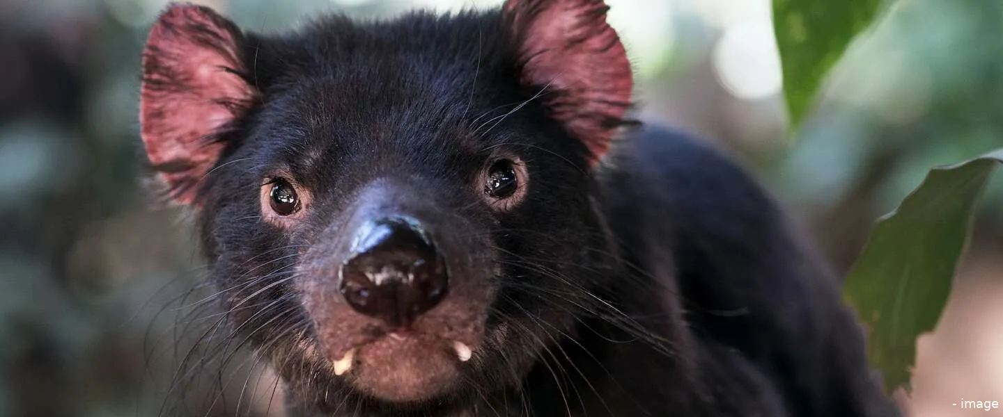 goed nieuws overzicht tasmaanse duivel