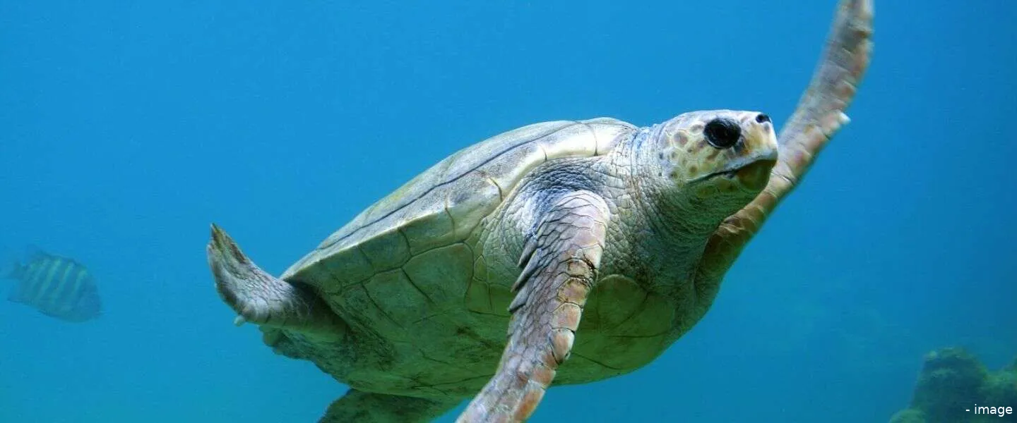 goednieuwsvrijdagschildpad