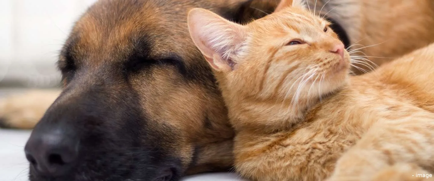 google fotos update huisdieren