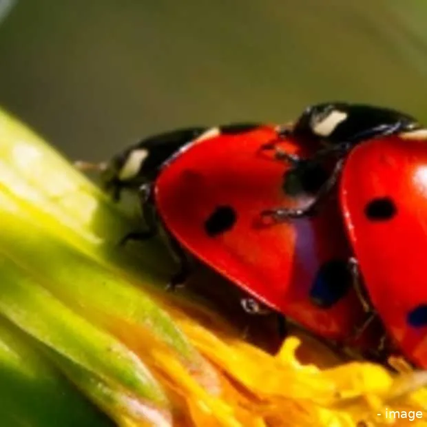 groot britannie blokkeert internet porno