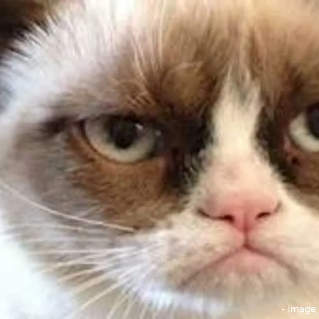 grumpy cat en bob de boxer populair op s