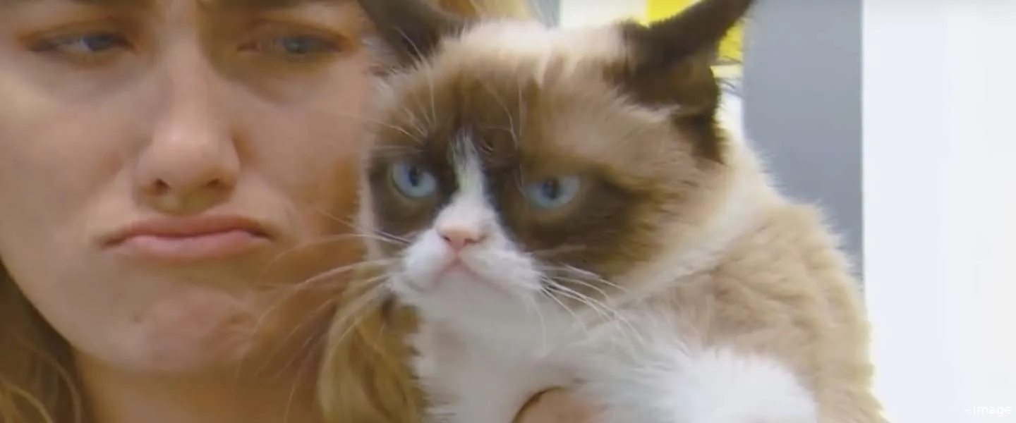 grumpy cat overleden urineweginfectie