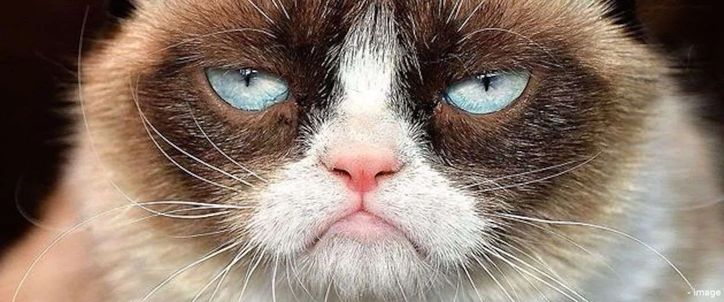 grumpy cat