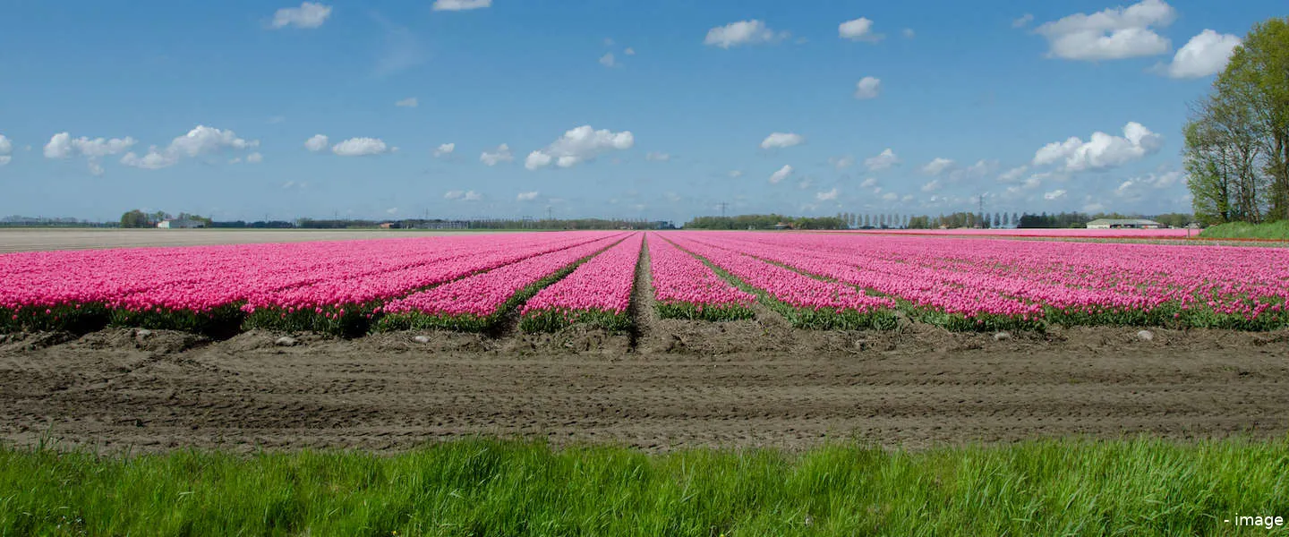 handelsgroei nederland kopgroep
