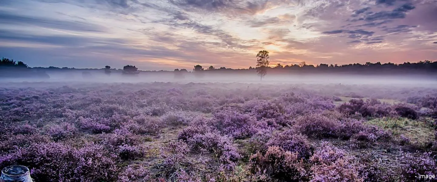 heide in bloei