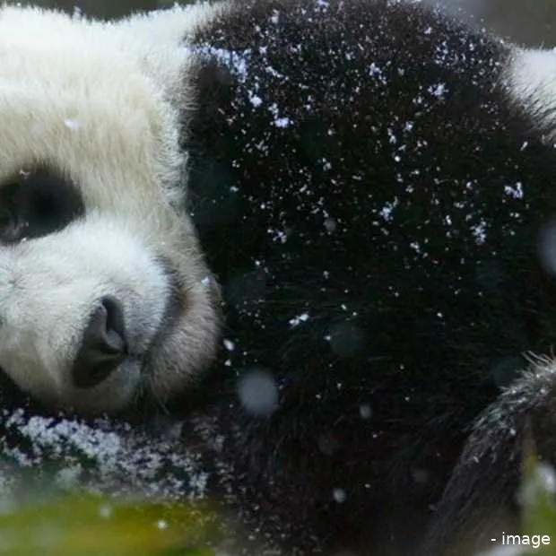 het nieuwe jaar is begonnen