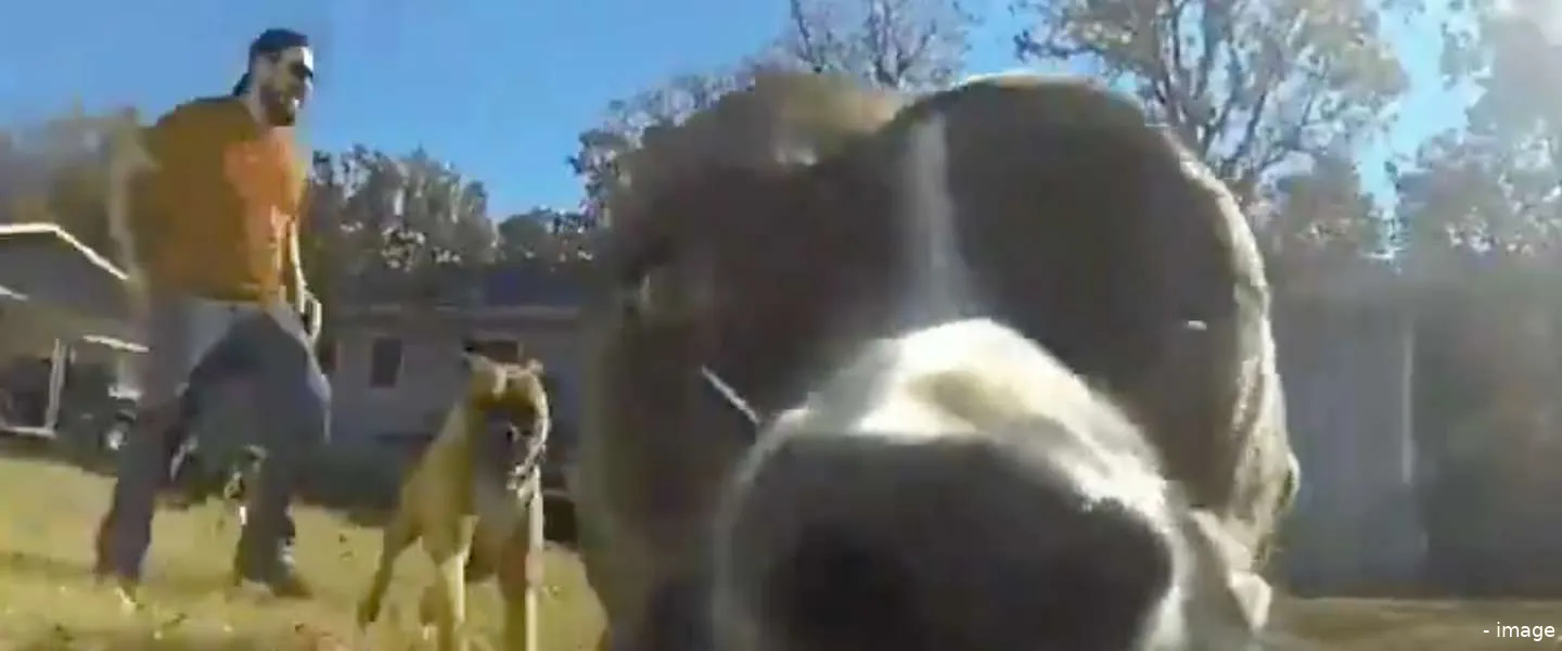 hond pikt gopro video