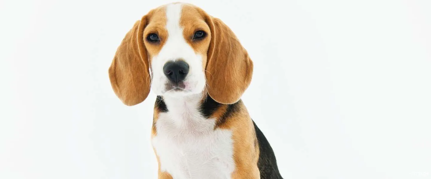 honden herkennen ai snuit megvii