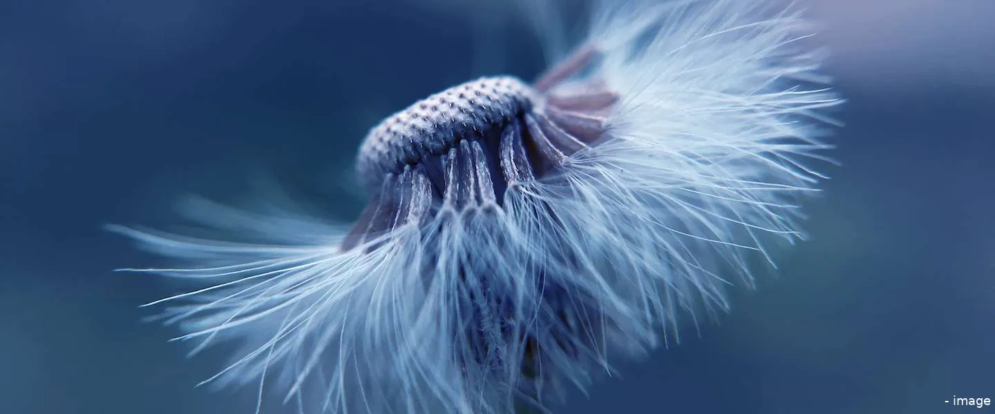 hooikoorts piekperiode klachten