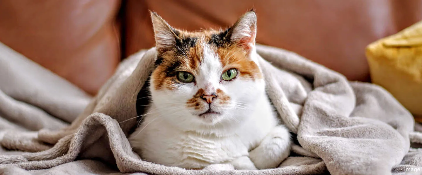 huizen verwarmd nederland