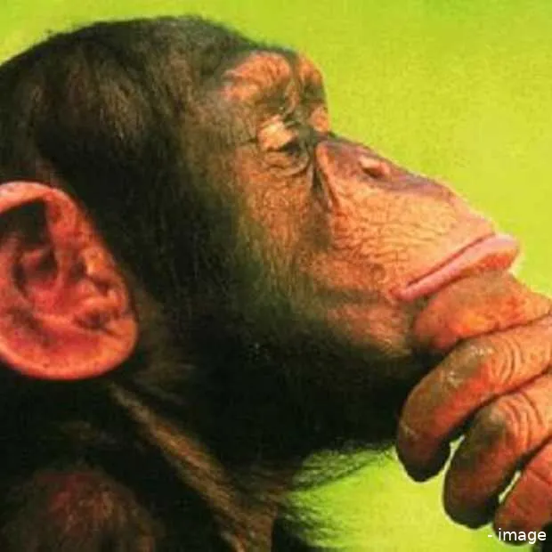 ik ben geen social media expert