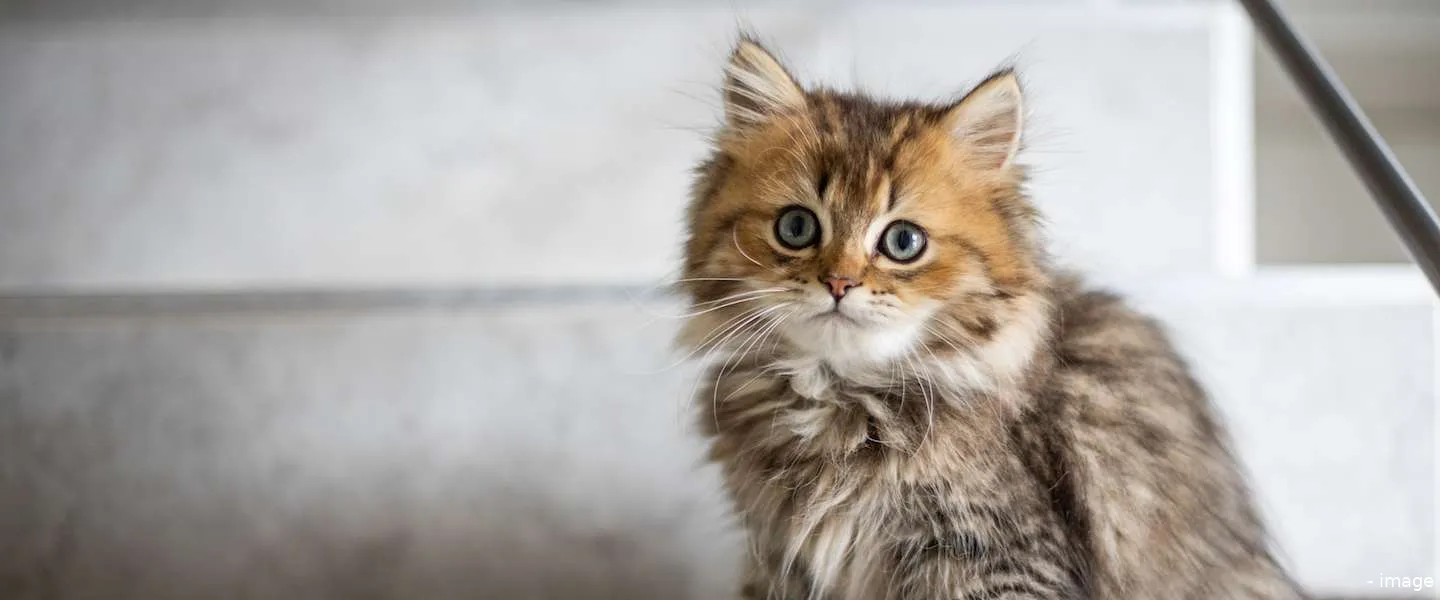 international cat day filmpjes katten